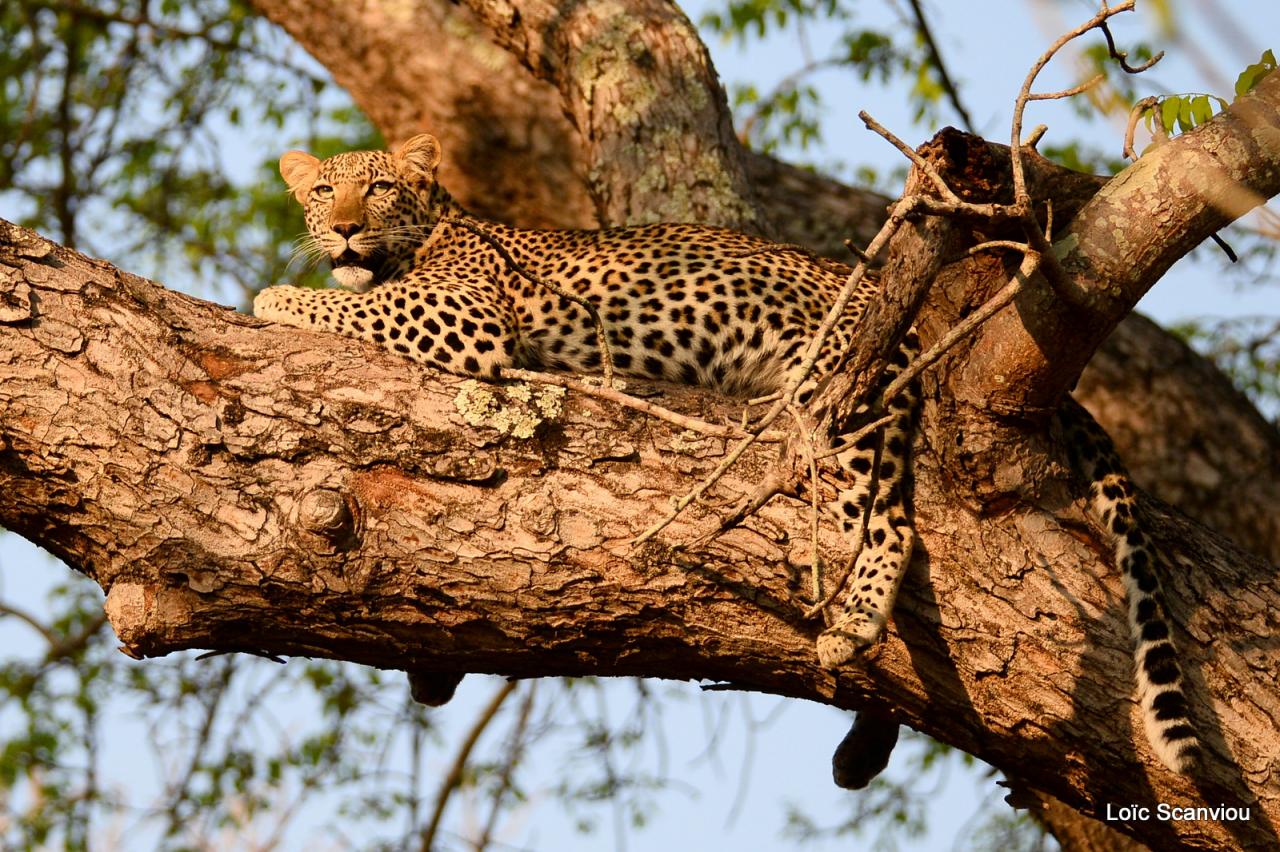 Léopard se reposant dans un arbre (10)