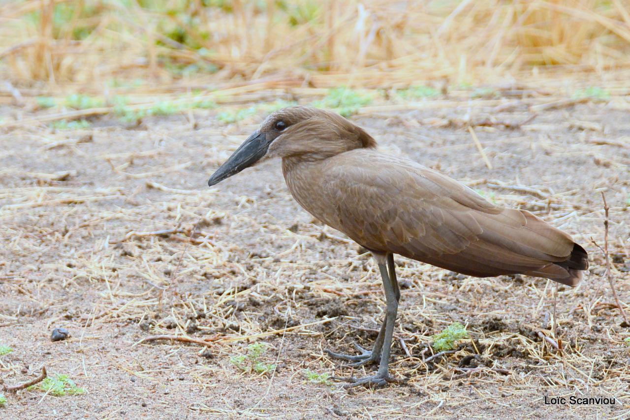 Ombrette/Hamerkop (1)