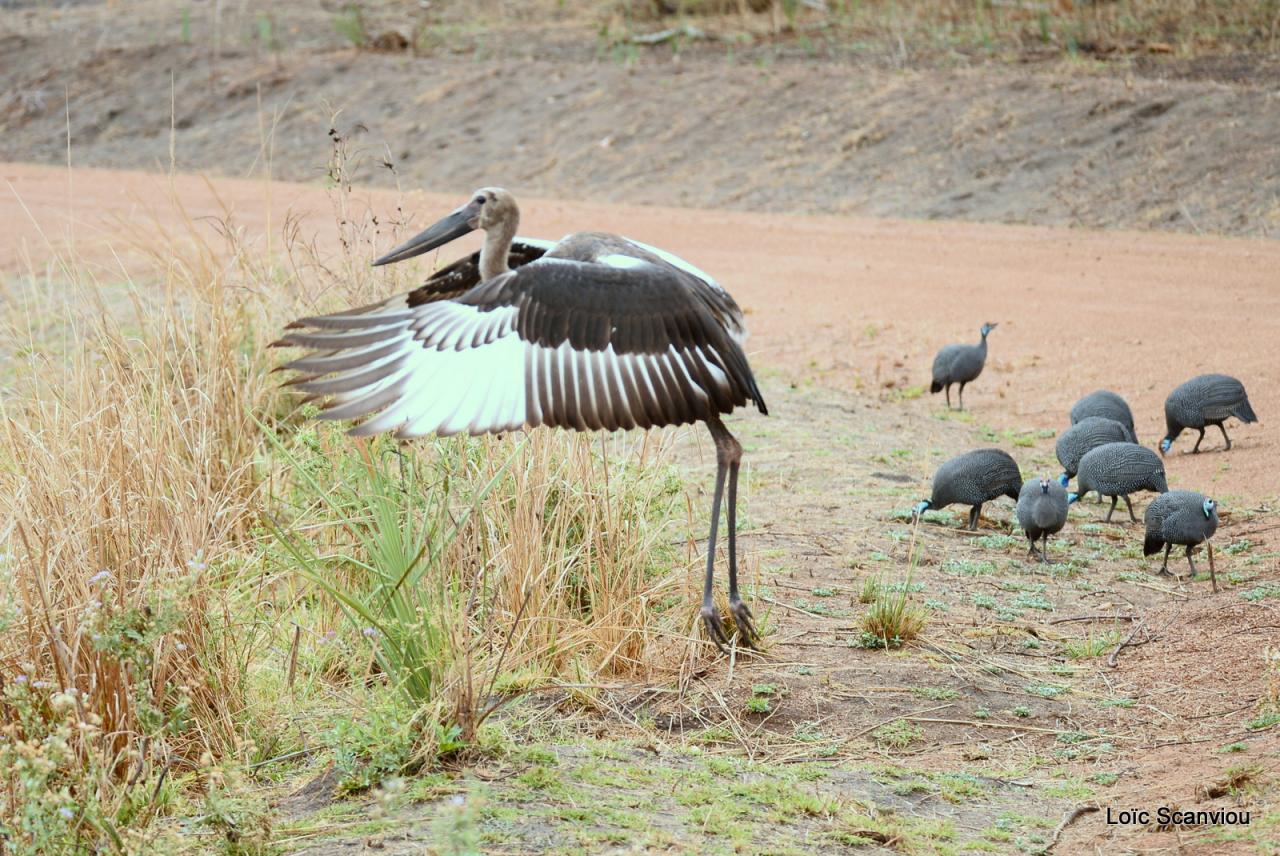 Jabiru d'Afrique juvénile /Juvenile Saddle-billed Stork (1)