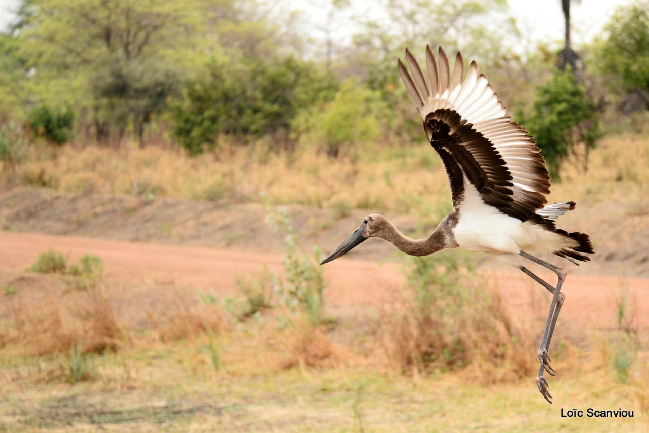 Jabiru d'Afrique juvénile /Juvenile Saddle-billed Stork (2)