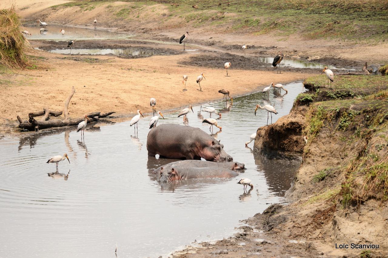 Hippopotame/Hippopotamus (2)