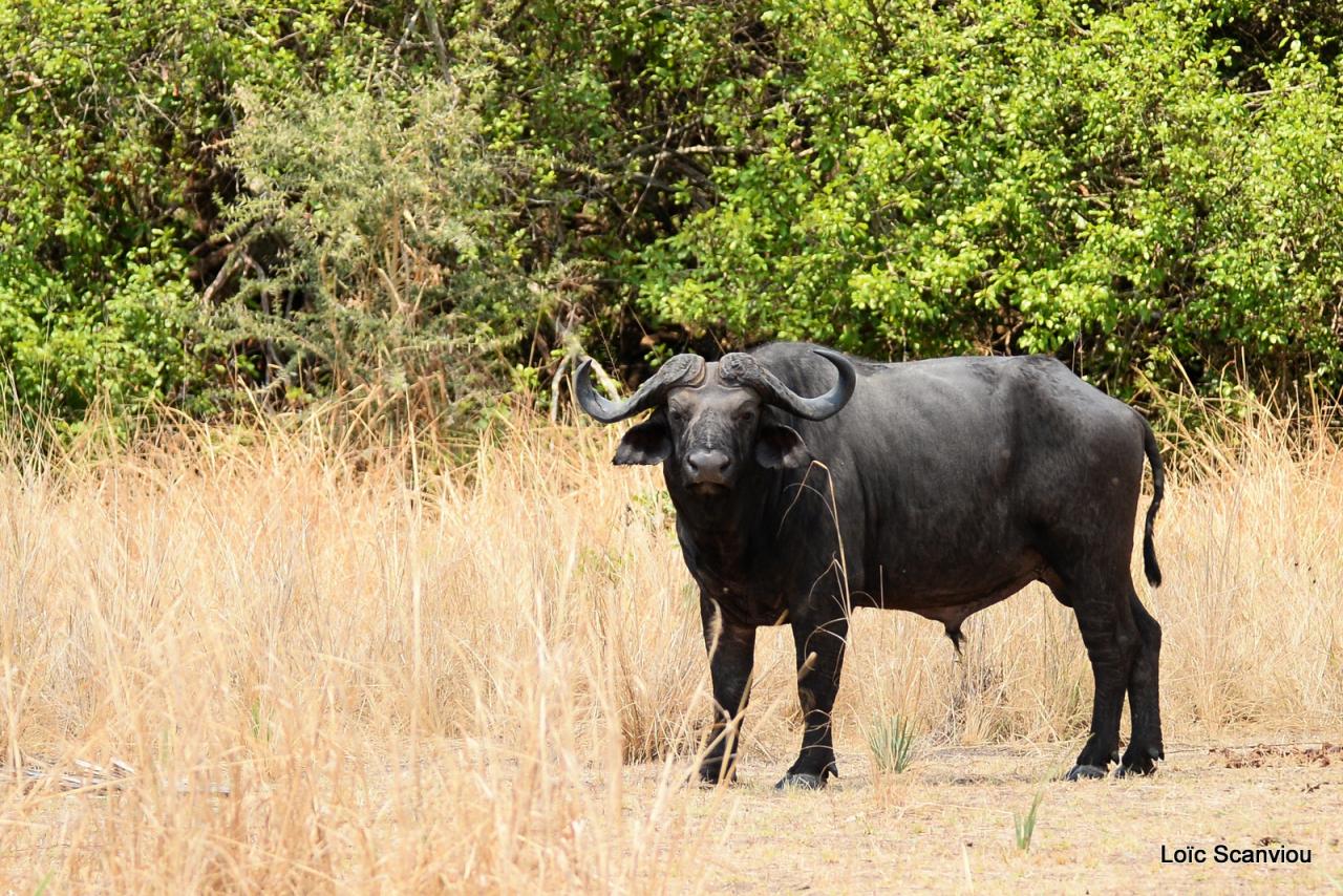 Buffle du Cap/Cape Buffalo (1)