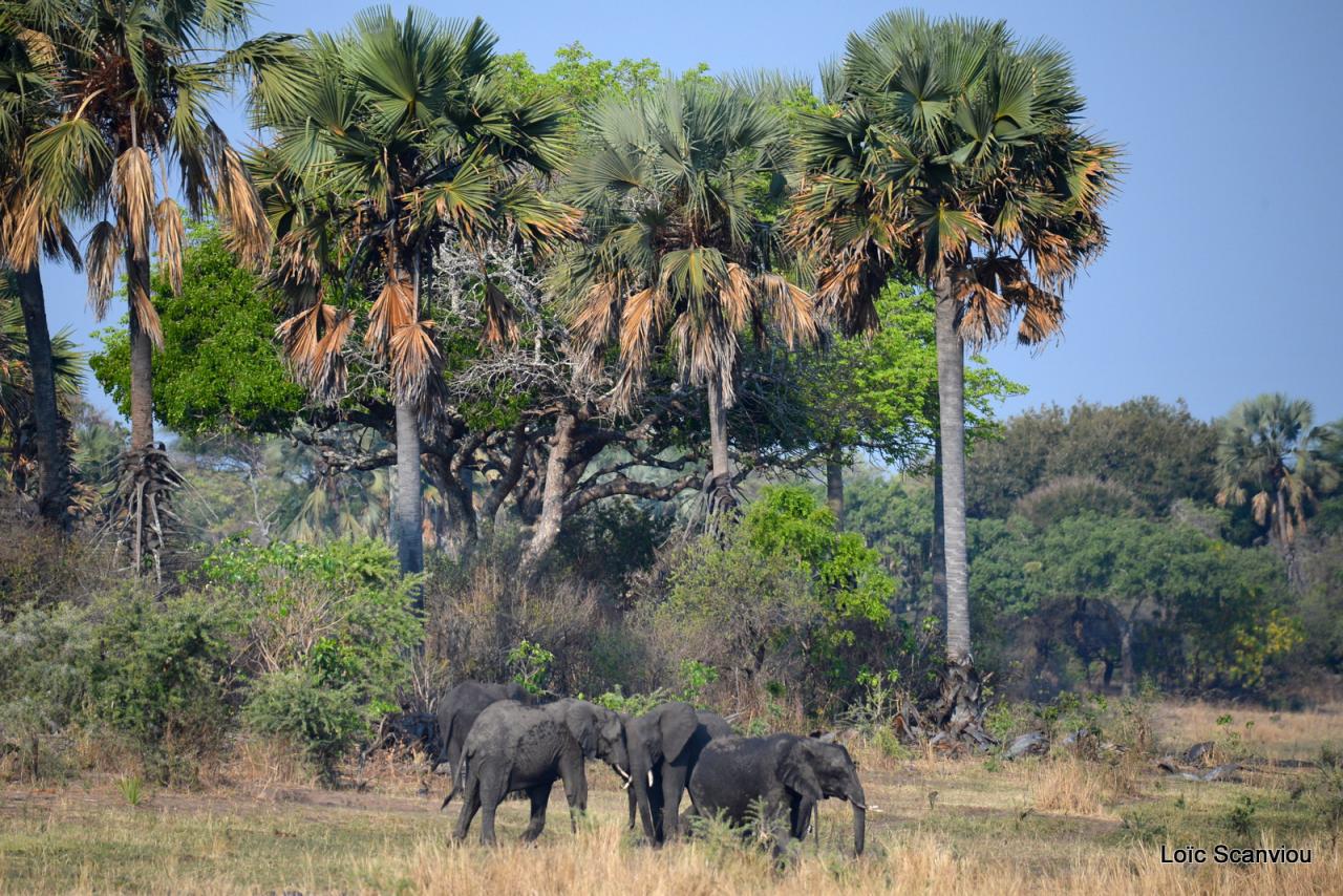 Eléphants et palmiers