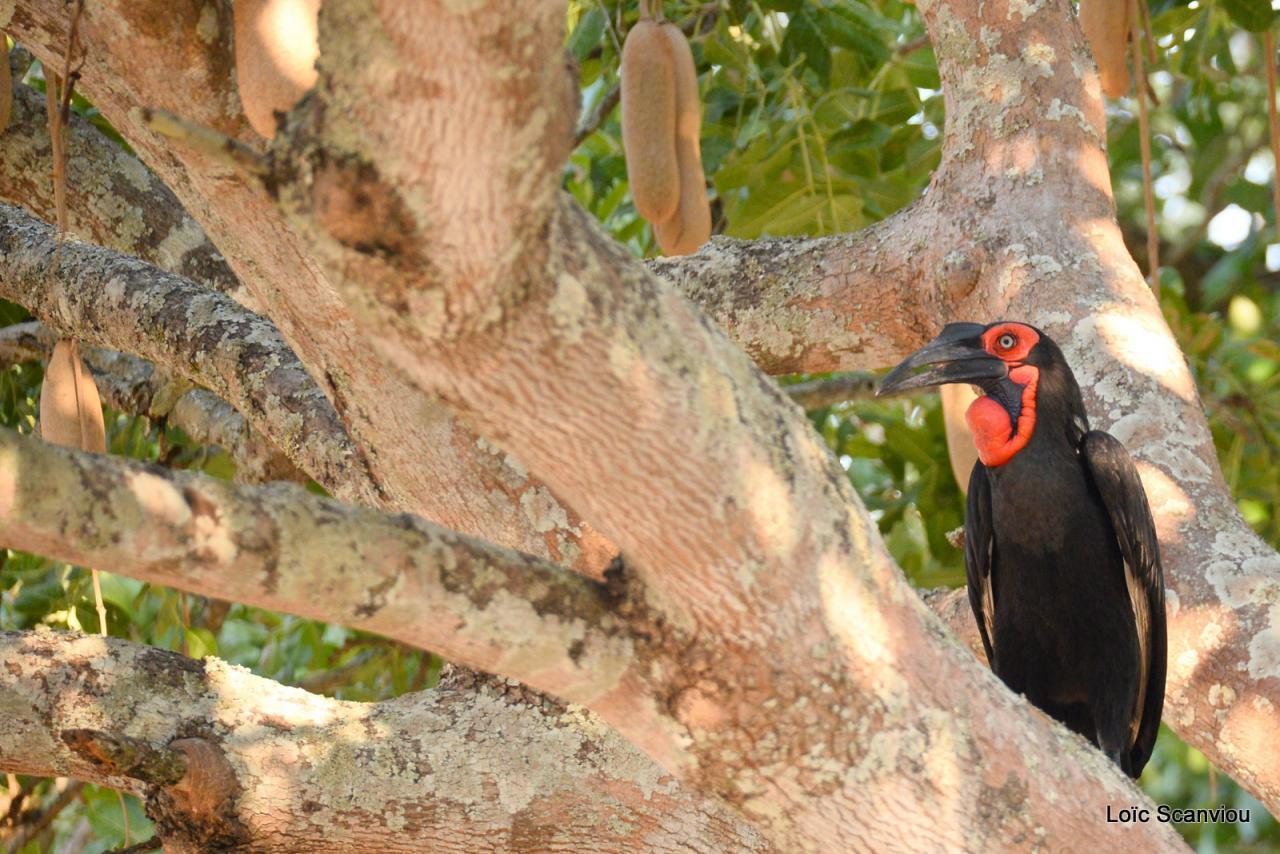 Bucorve/Ground Hornbill (1)