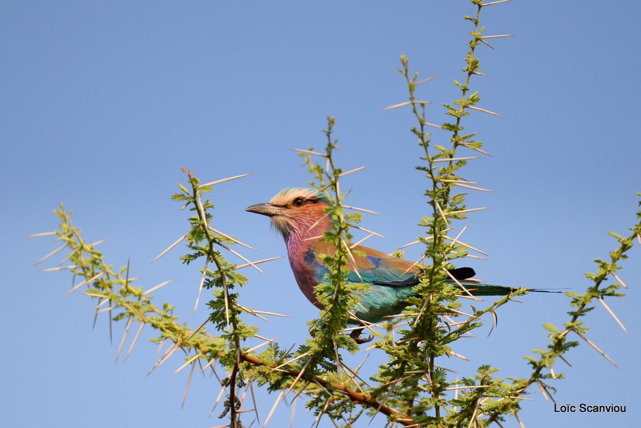 Rollier à longs brins/Lilac-breasted Roller(1)