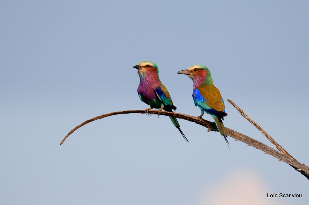 Rollier à longs brins/Lilac-breasted Roller (2)