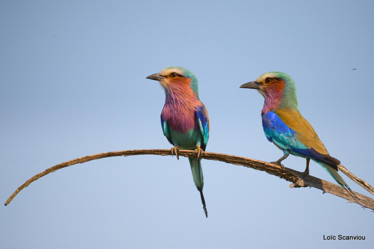 Rollier à longs brins/Lilac-breasted Roller (3)