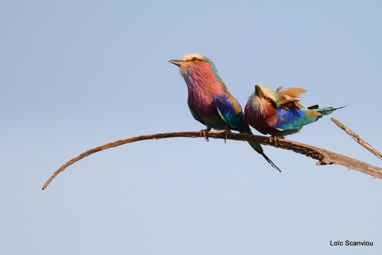 Rollier à longs brins/Lilac-breasted Roller (4)