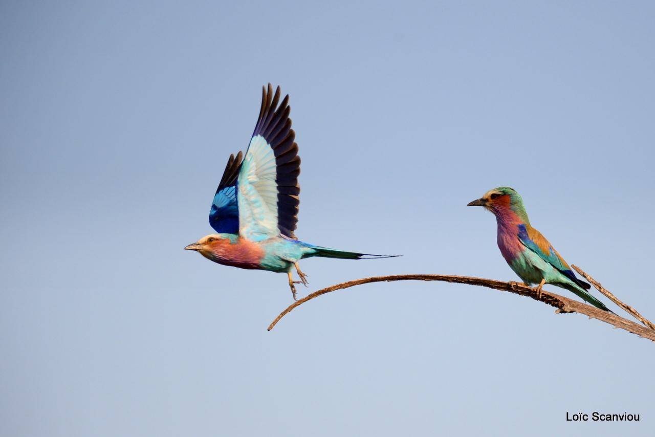 Rollier à longs brins/Lilac-breasted Roller (5)