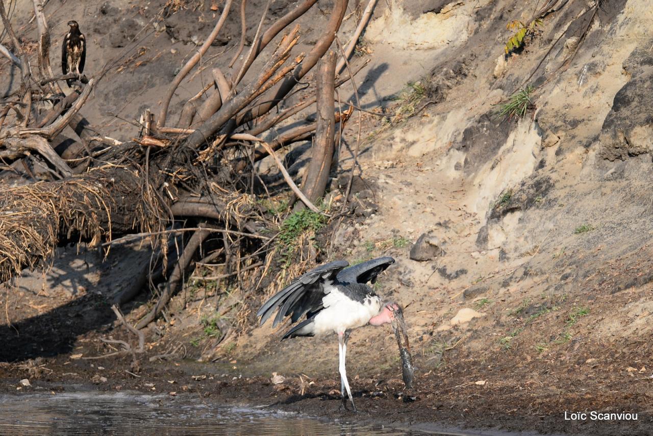 Marabout pêchant/Marabou Stork fishing (1)