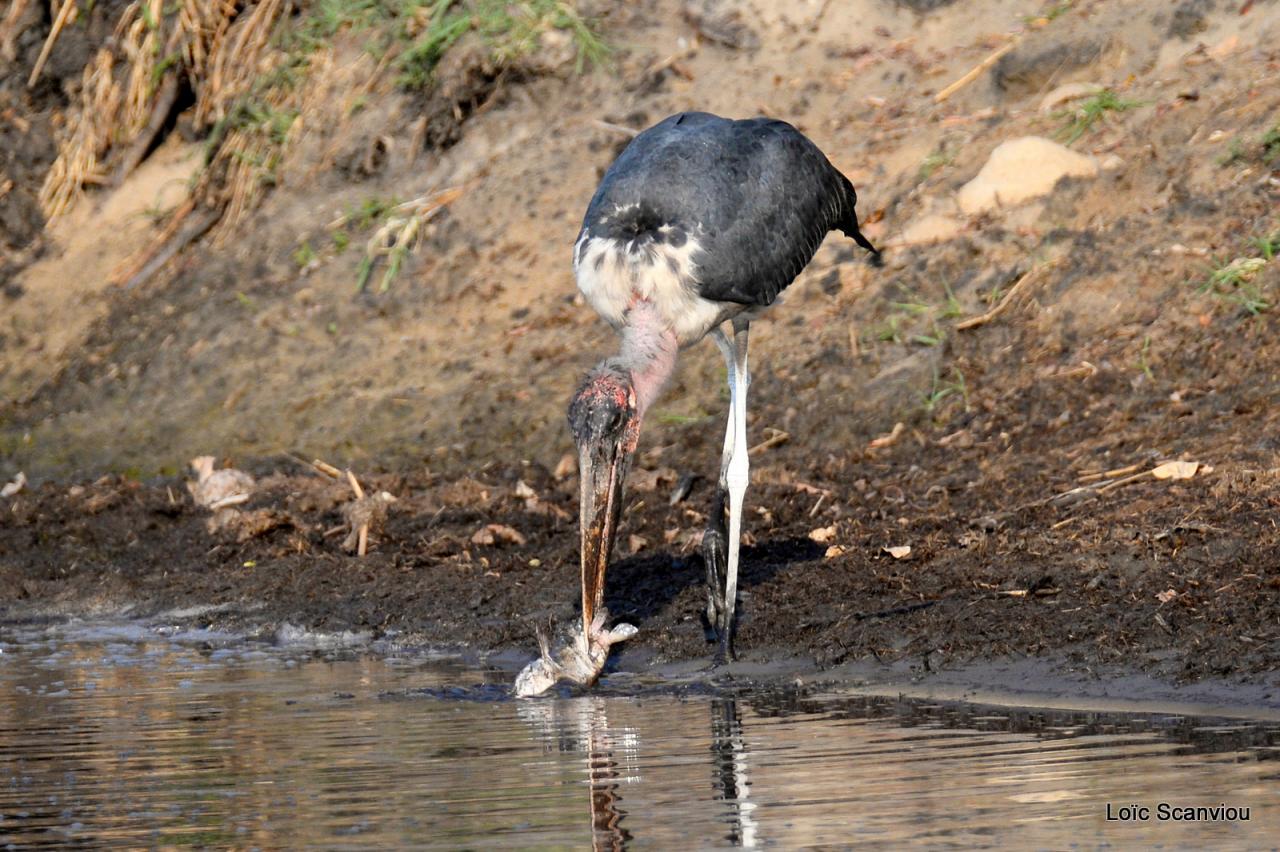 Marabout pêchant/Marabou Stork fishing (2)