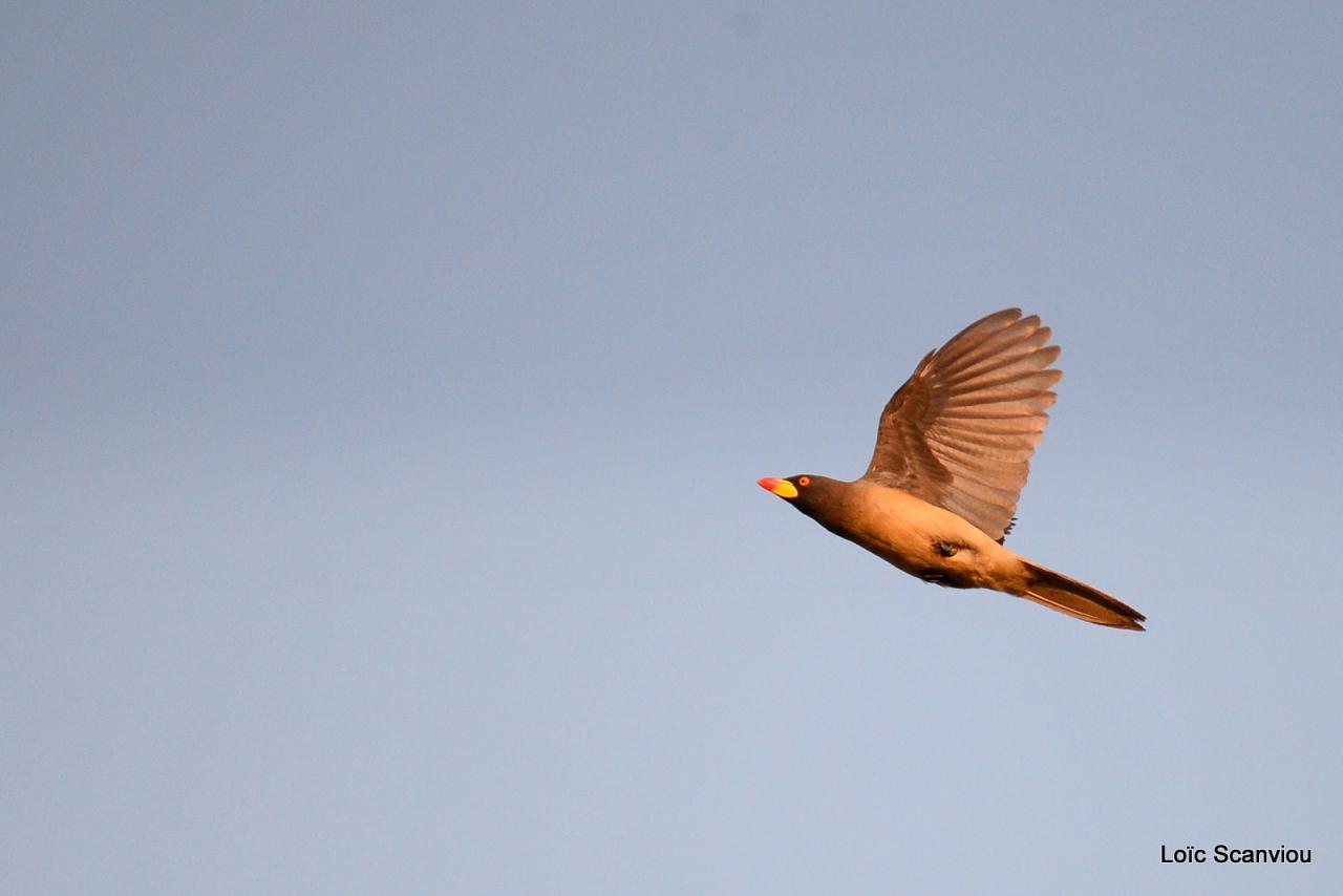 Pique-boeuf à bec jaune/Yellow-billed Oxpecker (1)