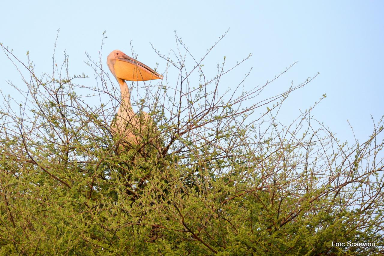 Pélican blanc/Great White Pelican (1)