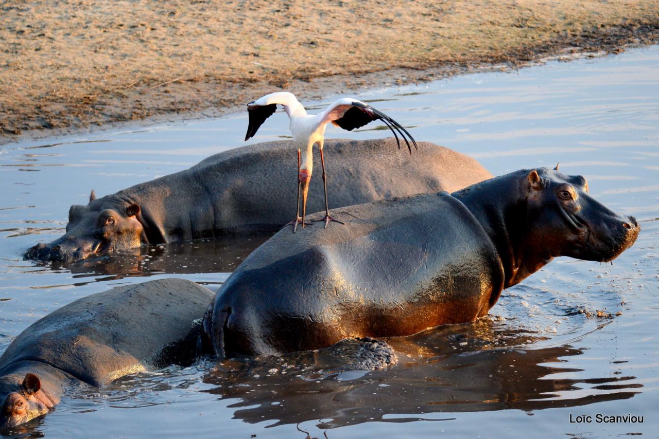 Tantale ibis et hippopotames (1)