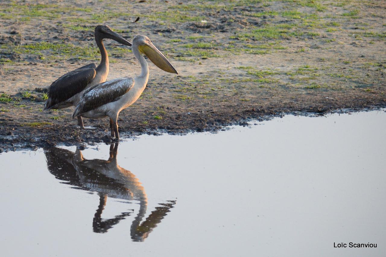 Pélican blanc/Great White Pelican (2)