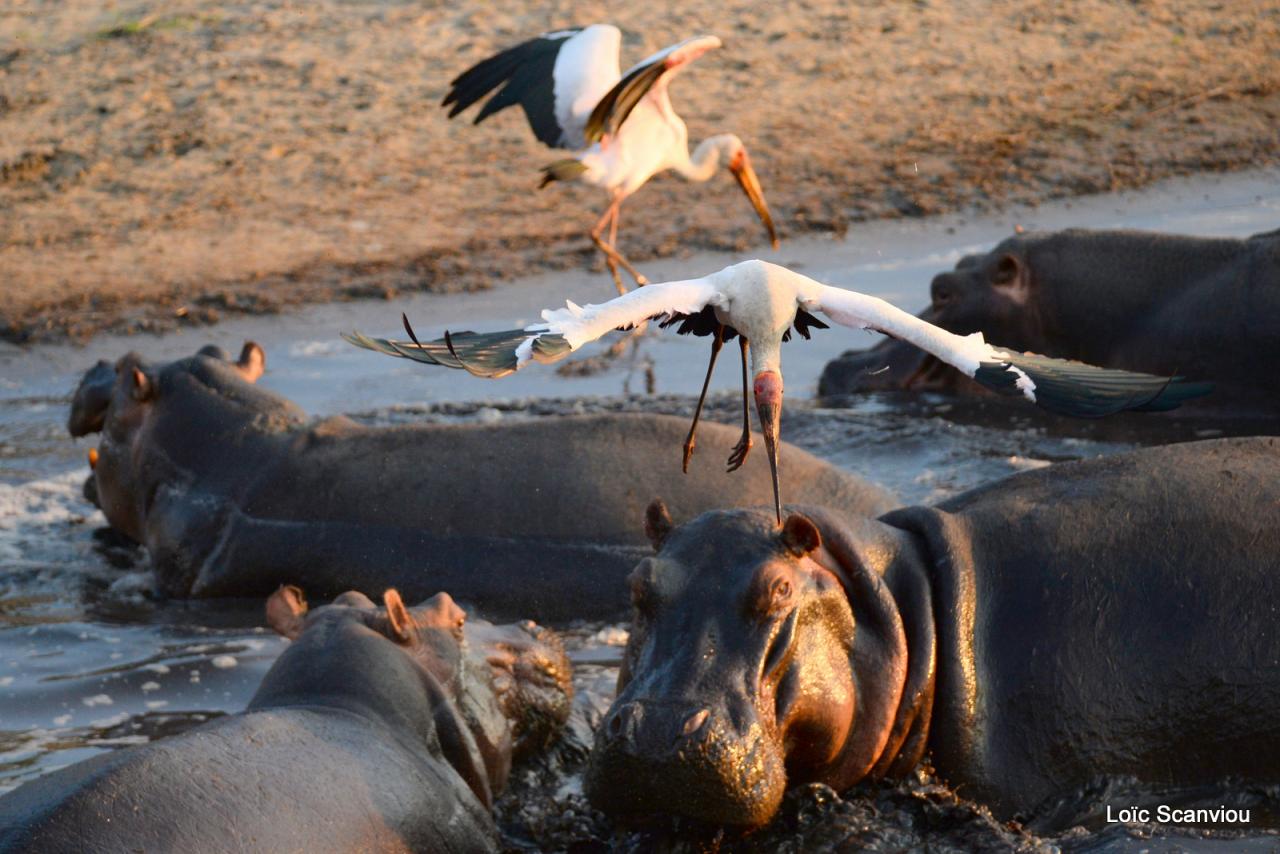 Tantale ibis et hippopotames (2)