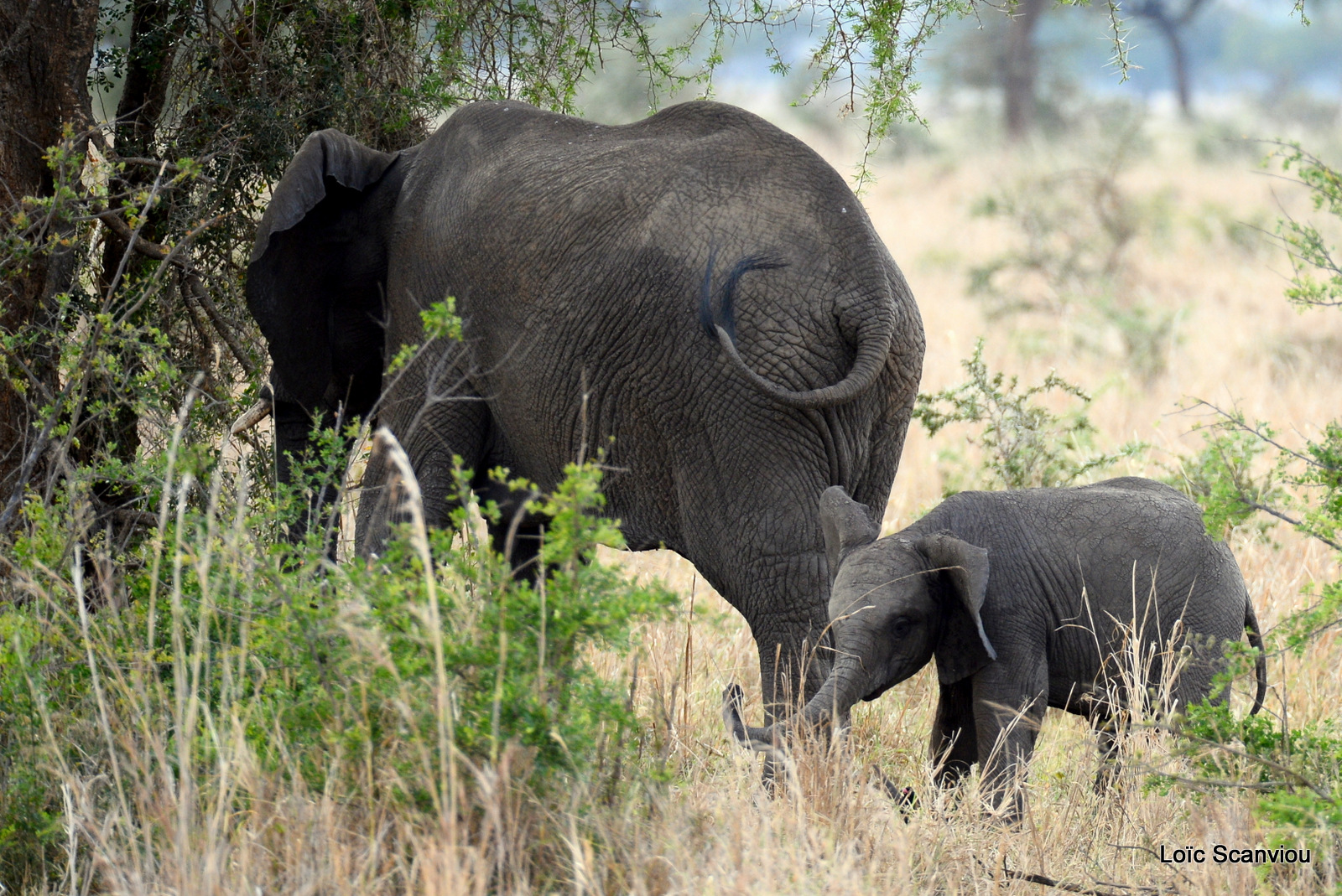 Éléphant de savane d'Afrique/Savanna Elephant (1)