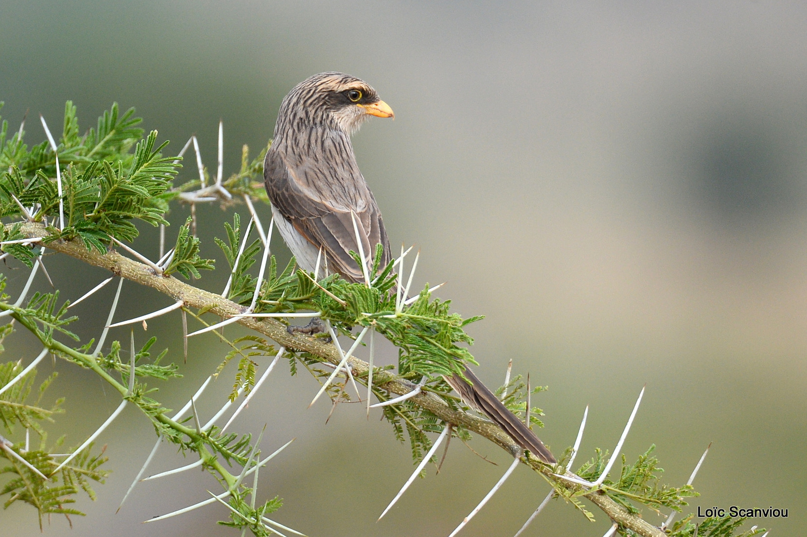 Corvinelle à bec jaune/Yellow-billed Shrike (1)