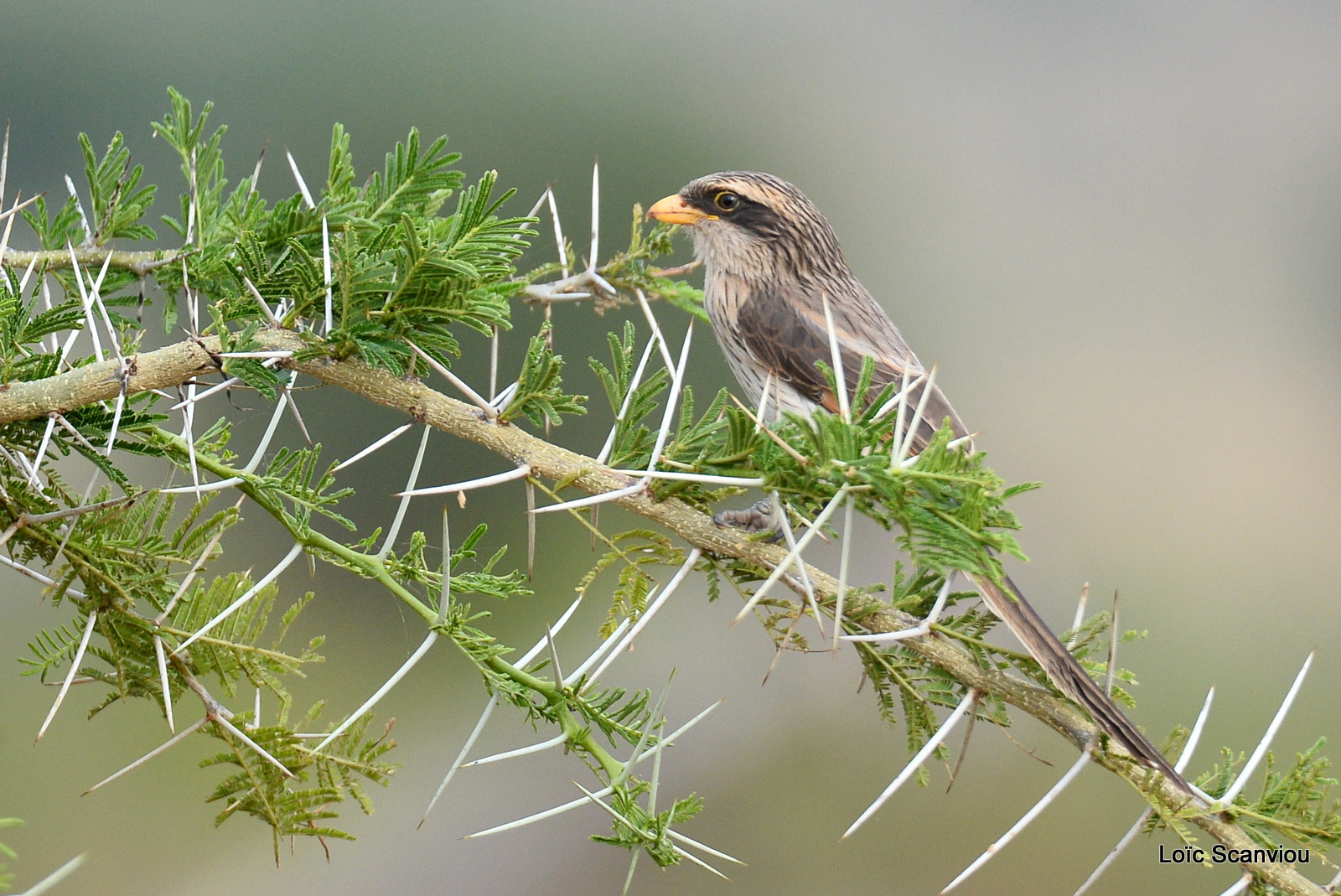 Corvinelle à bec jaune/Yellow-billed Shrike (2)