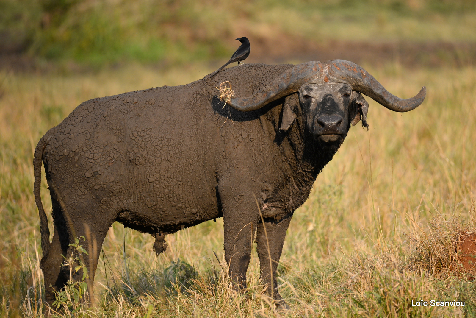 Buffle d'Afrique/Cape Buffalo (1)