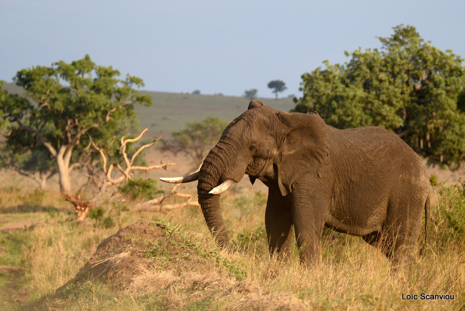 Éléphant de savane d'Afrique/Savanna Elephant (2)