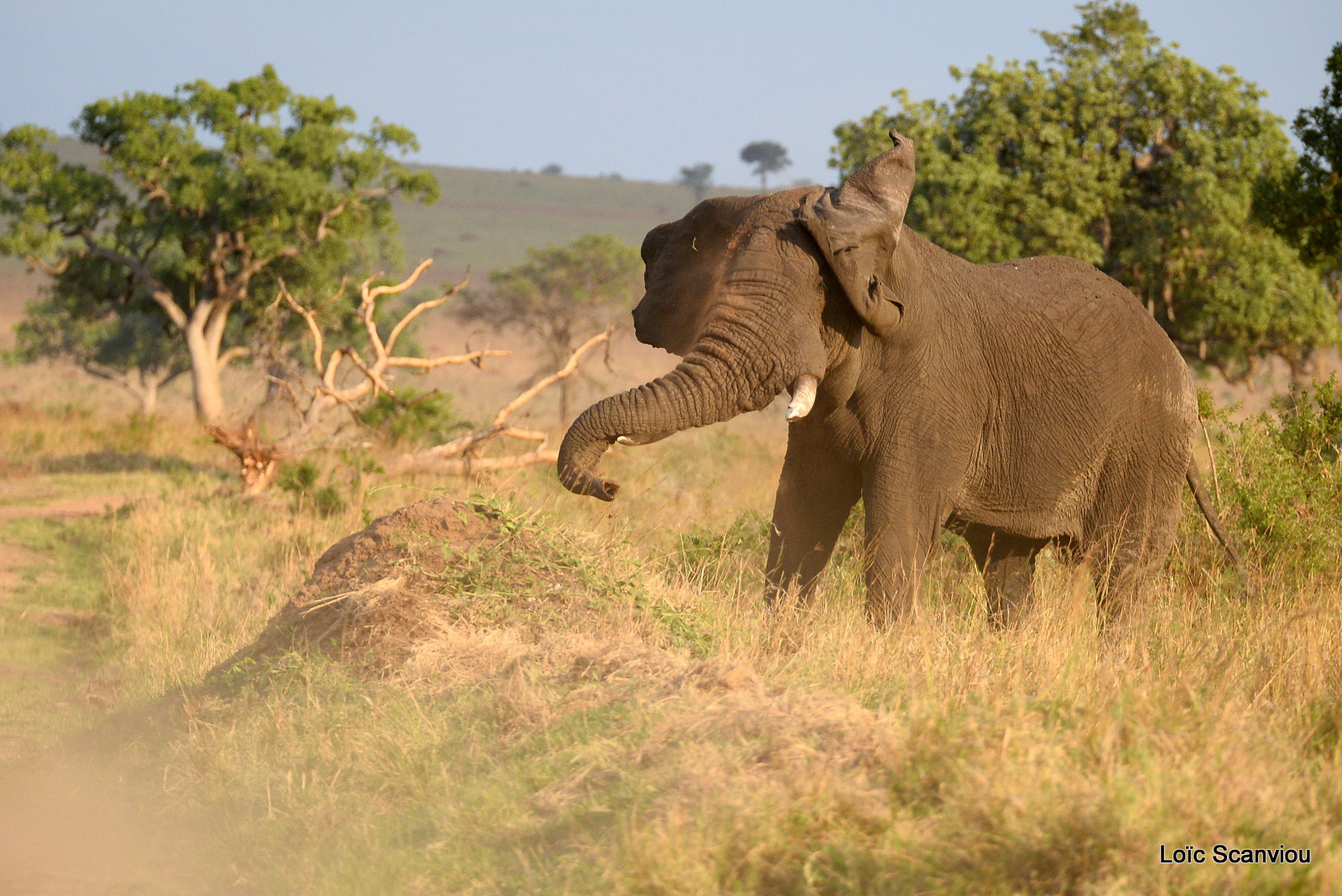 Éléphant de savane d'Afrique/Savanna Elephant (3)