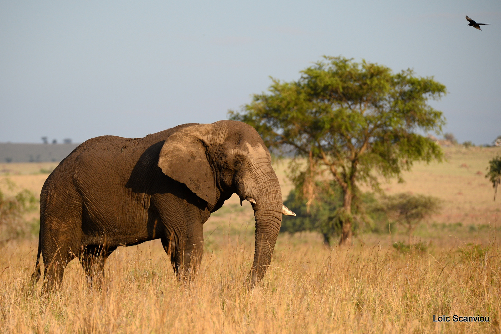 Éléphant de savane d'Afrique/Savanna Elephant (4)