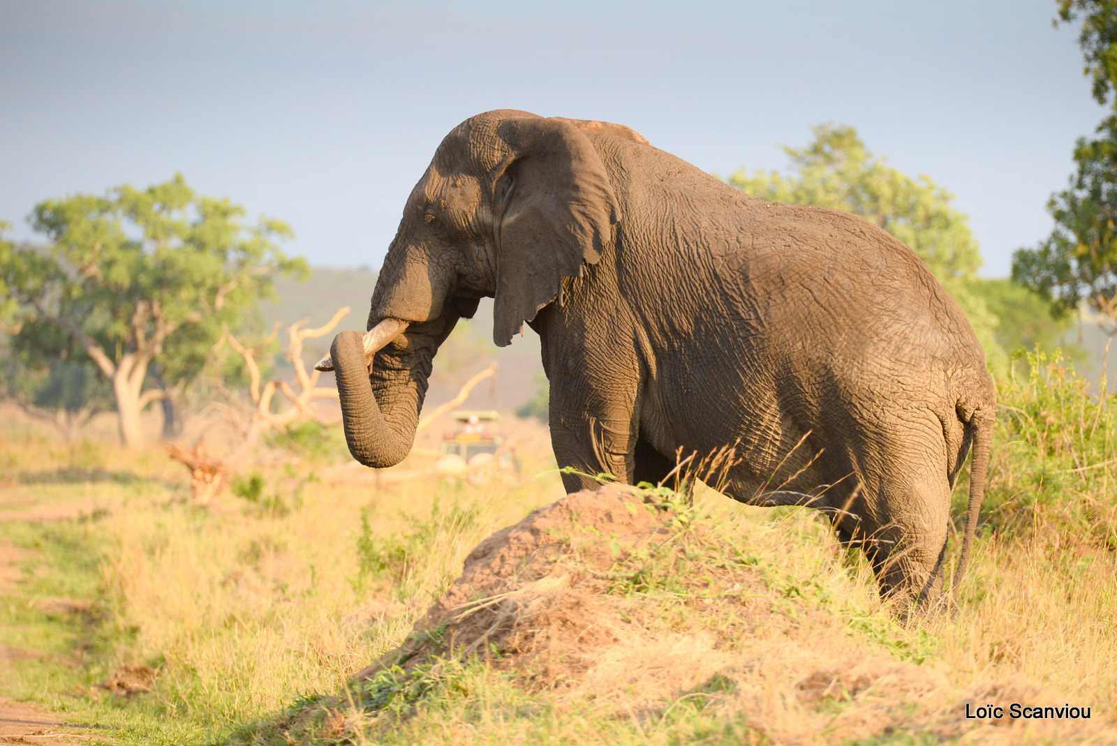 Éléphant de savane d'Afrique/Savanna Elephant (5)