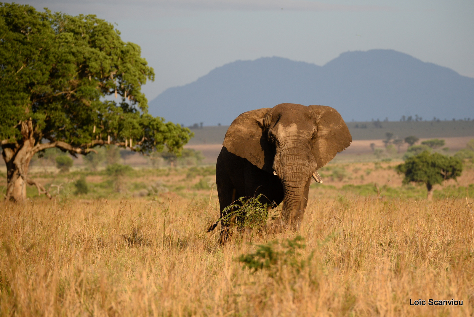 Éléphant de savane d'Afrique/Savanna Elephant (6)