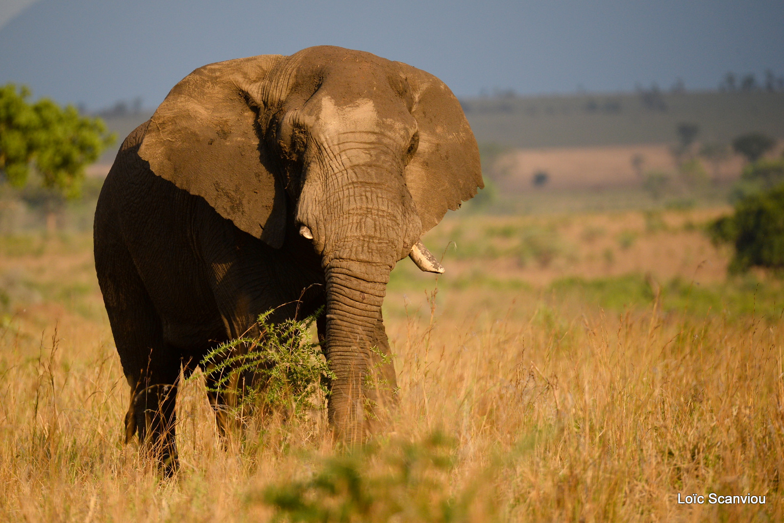 Éléphant de savane d'Afrique/Savanna Elephant (7)