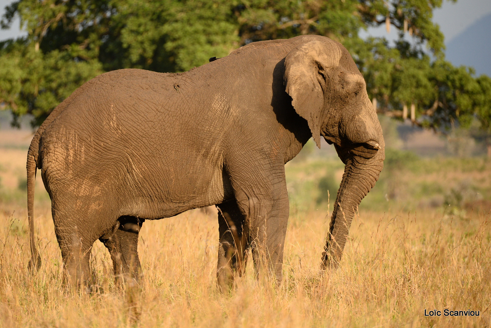 Éléphant de savane d'Afrique/Savanna Elephant (8)