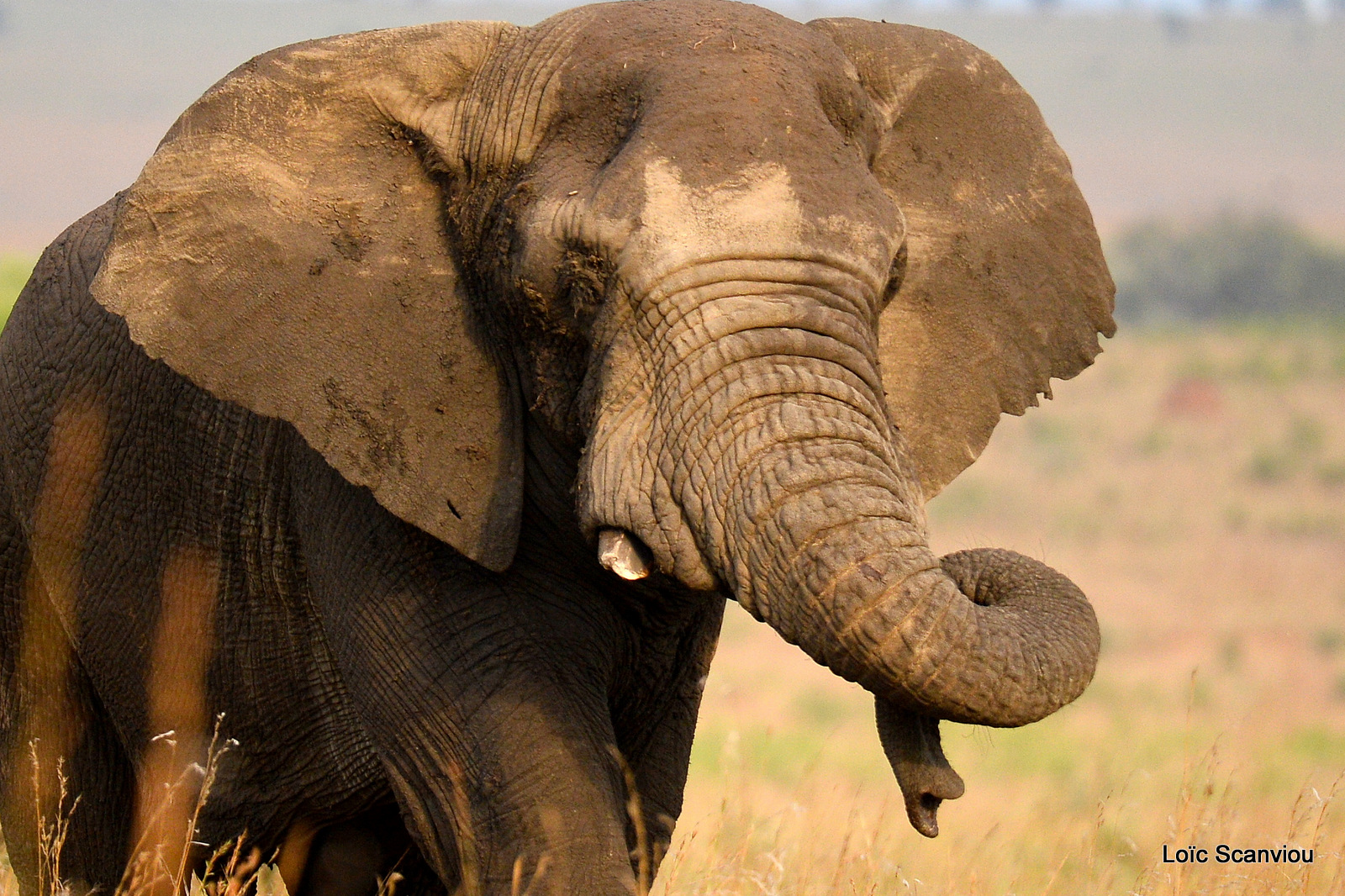 Éléphant de savane d'Afrique/Savanna Elephant (9)