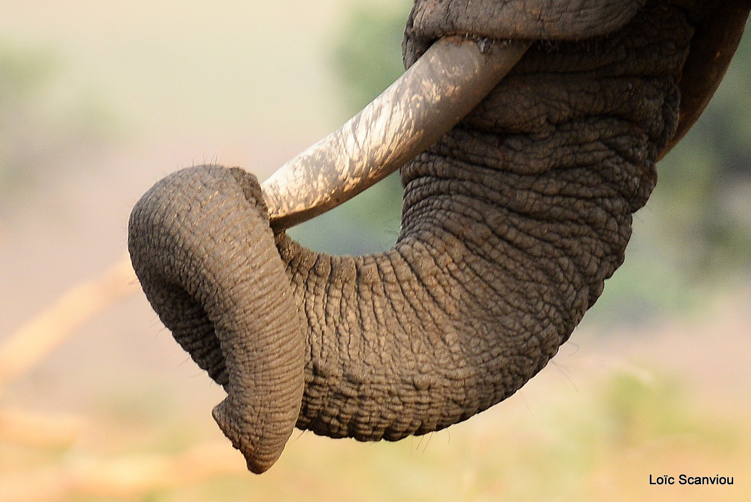 Éléphant de savane d'Afrique/Savanna Elephant (10)