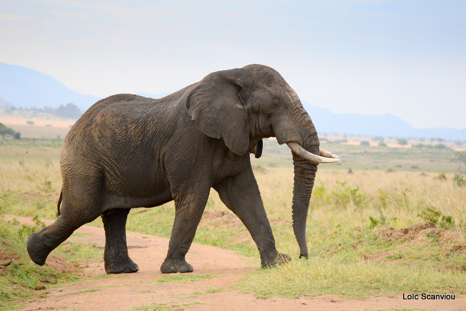 Éléphant de savane d'Afrique/Savanna Elephant (11)