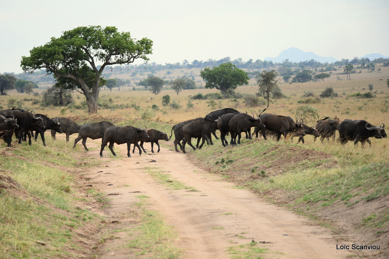 Buffle d'Afrique/Cape Buffalo (2)