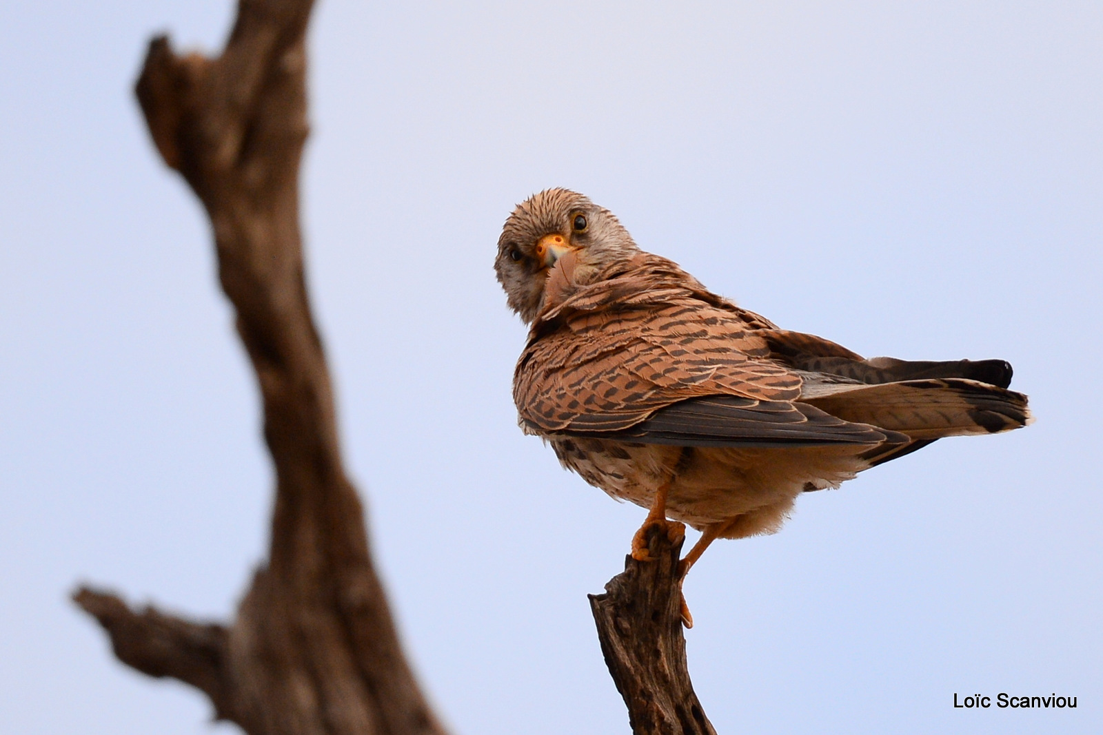 Faucon crécerelle/Common Kestrel (1)