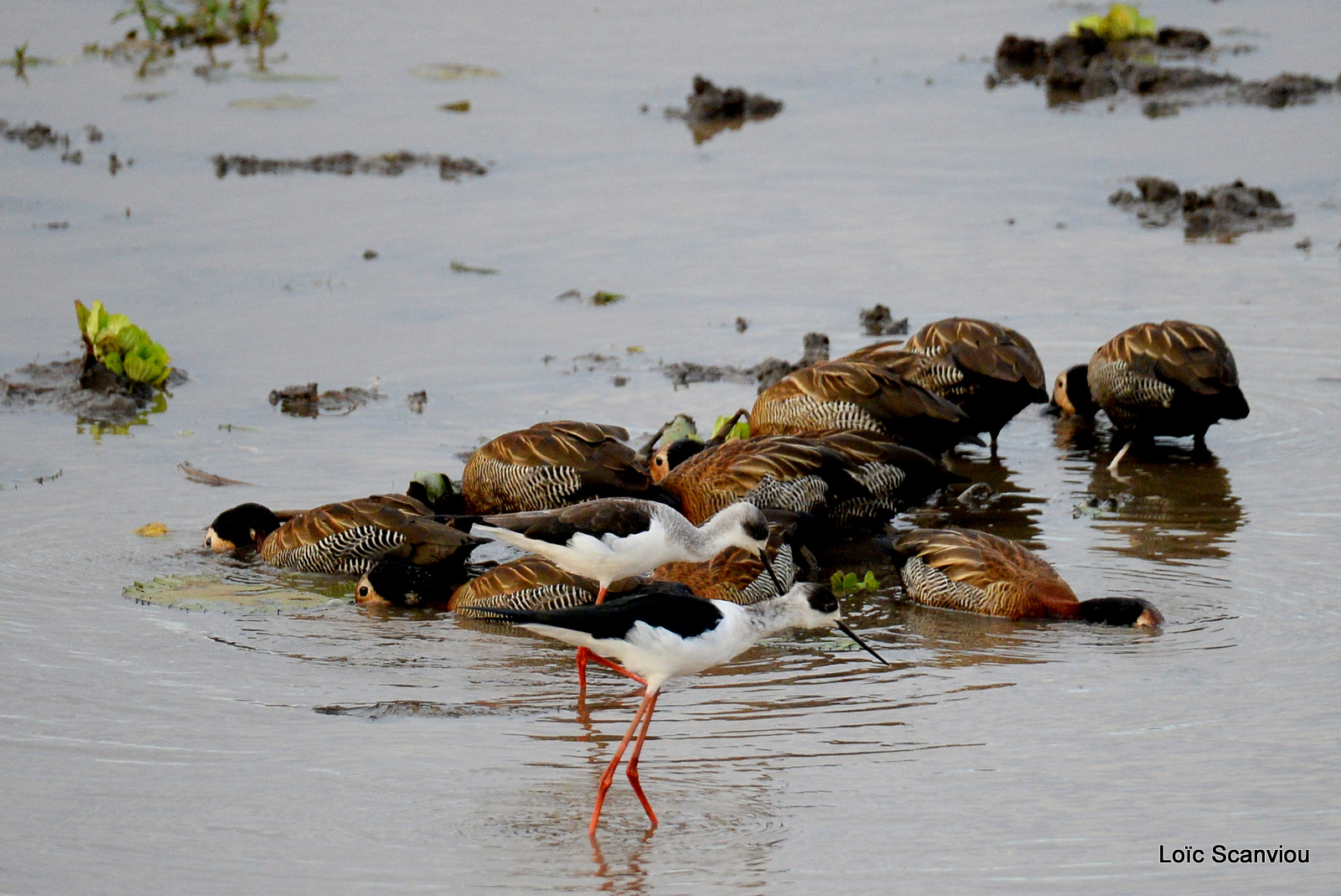 Echasse blanche/Black-winged Stilt (1)