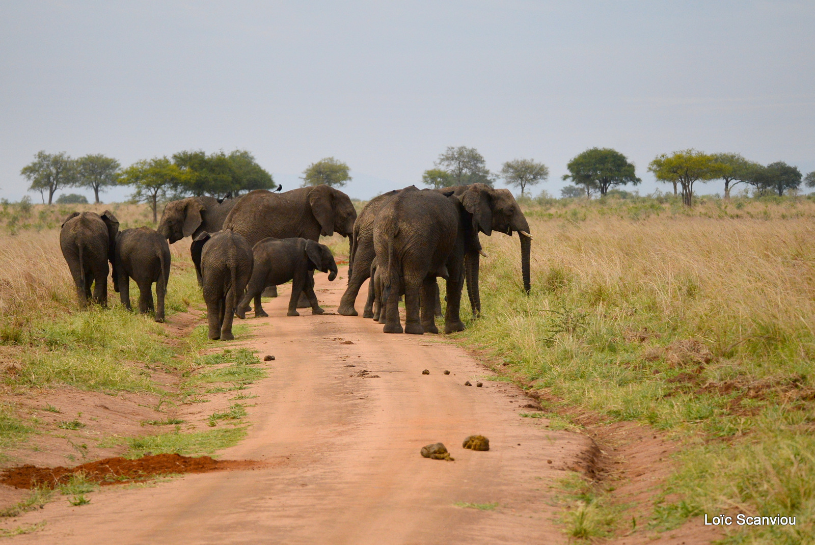 Éléphant de savane d'Afrique/Savanna Elephant (12)