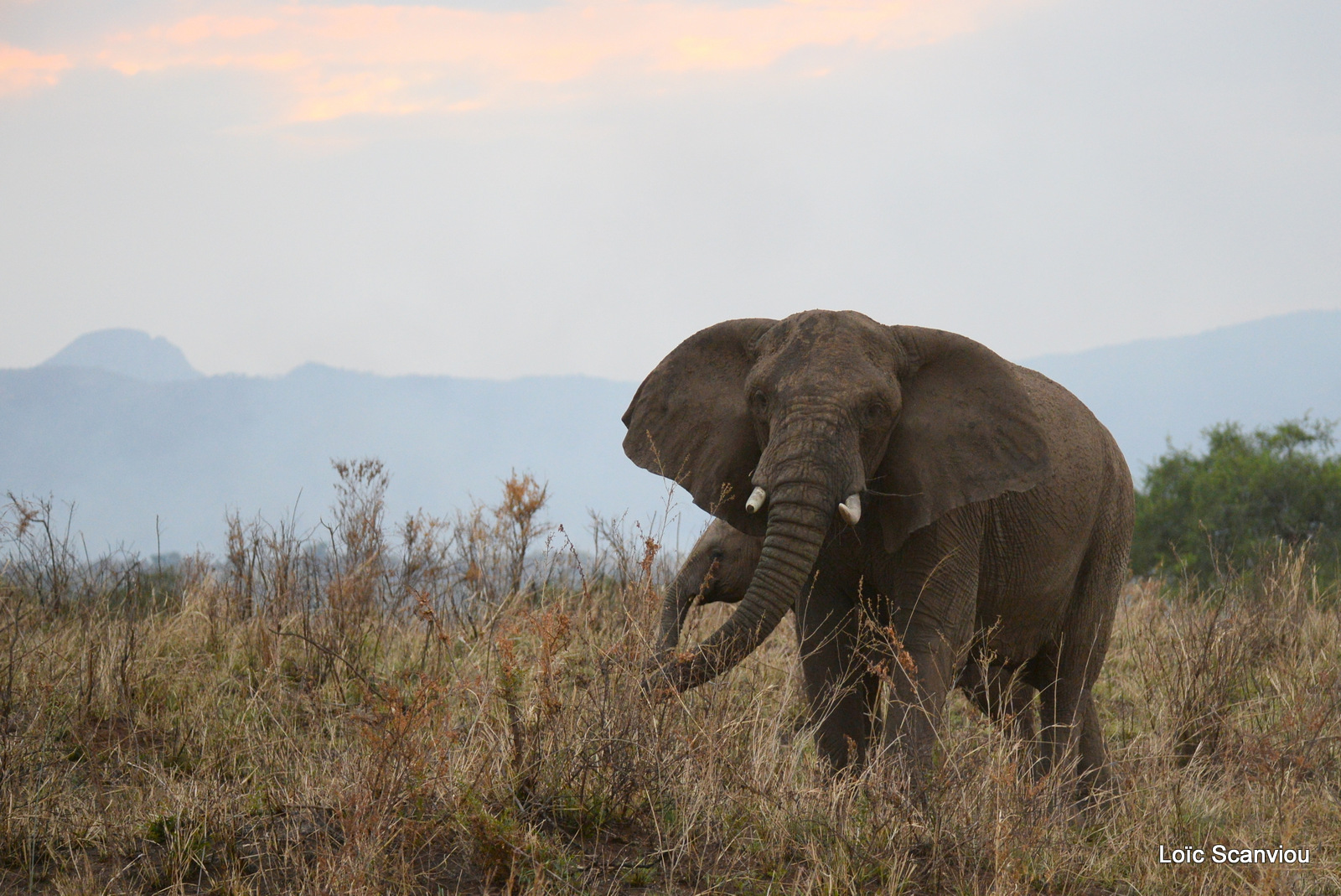 Éléphant de savane d'Afrique/Savanna Elephant (13)