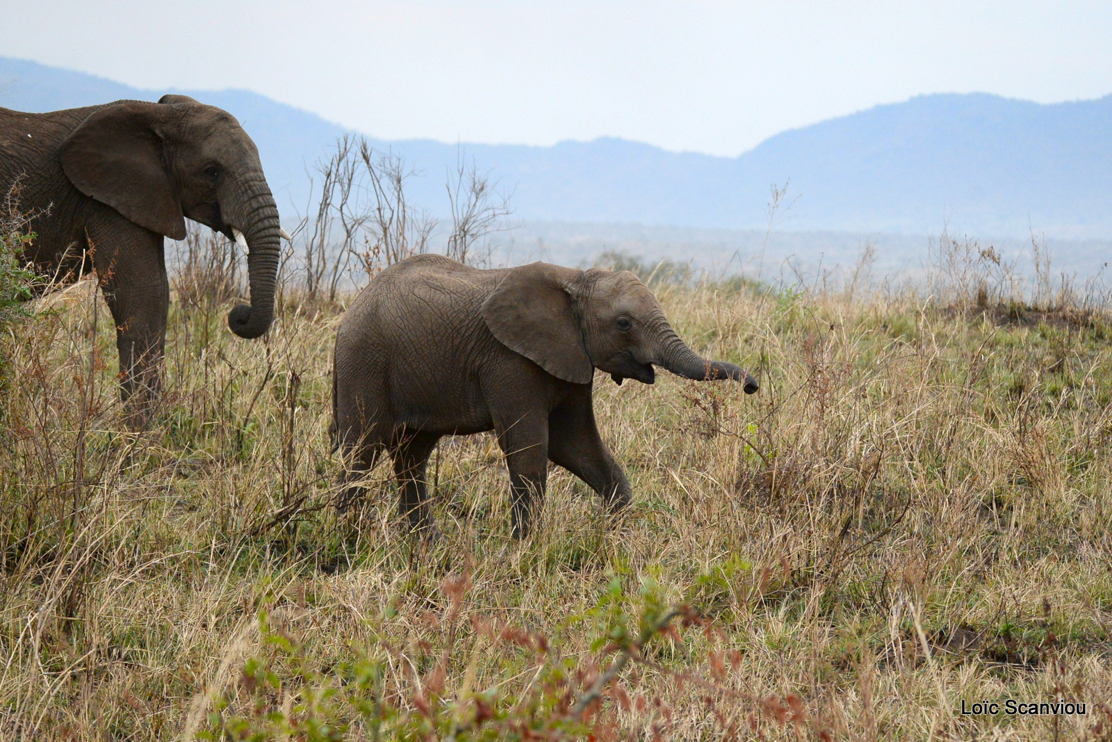 Éléphant de savane d'Afrique/Savanna Elephant (14)