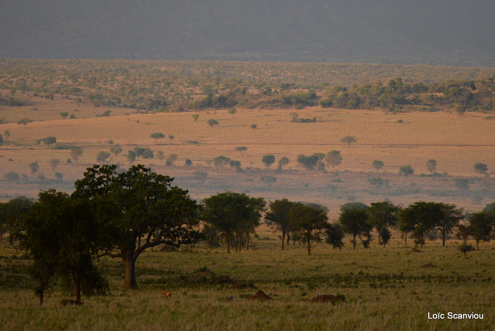 Kidepo Valley National Park (9)