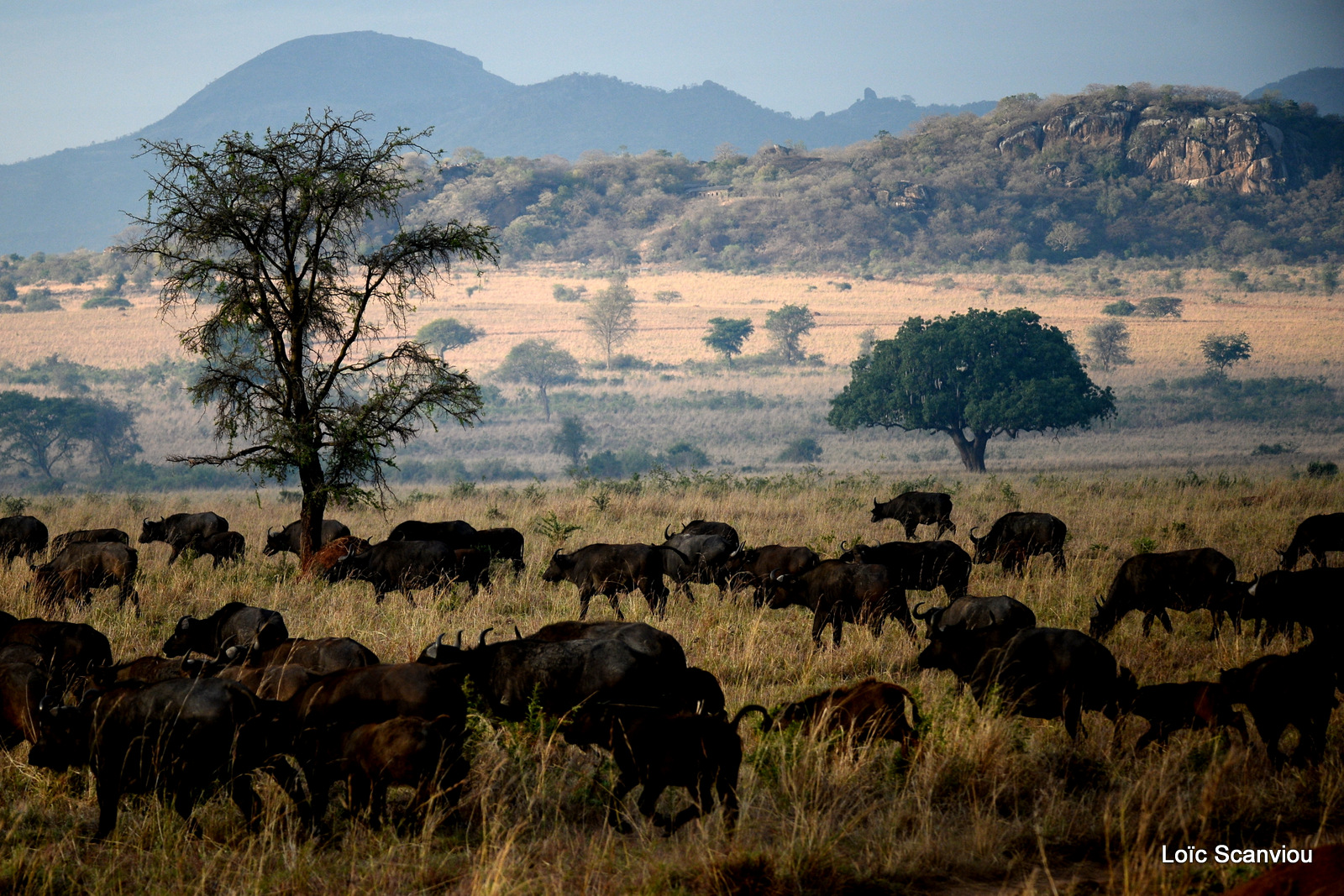 Buffle d'Afrique/Cape Buffalo (3)