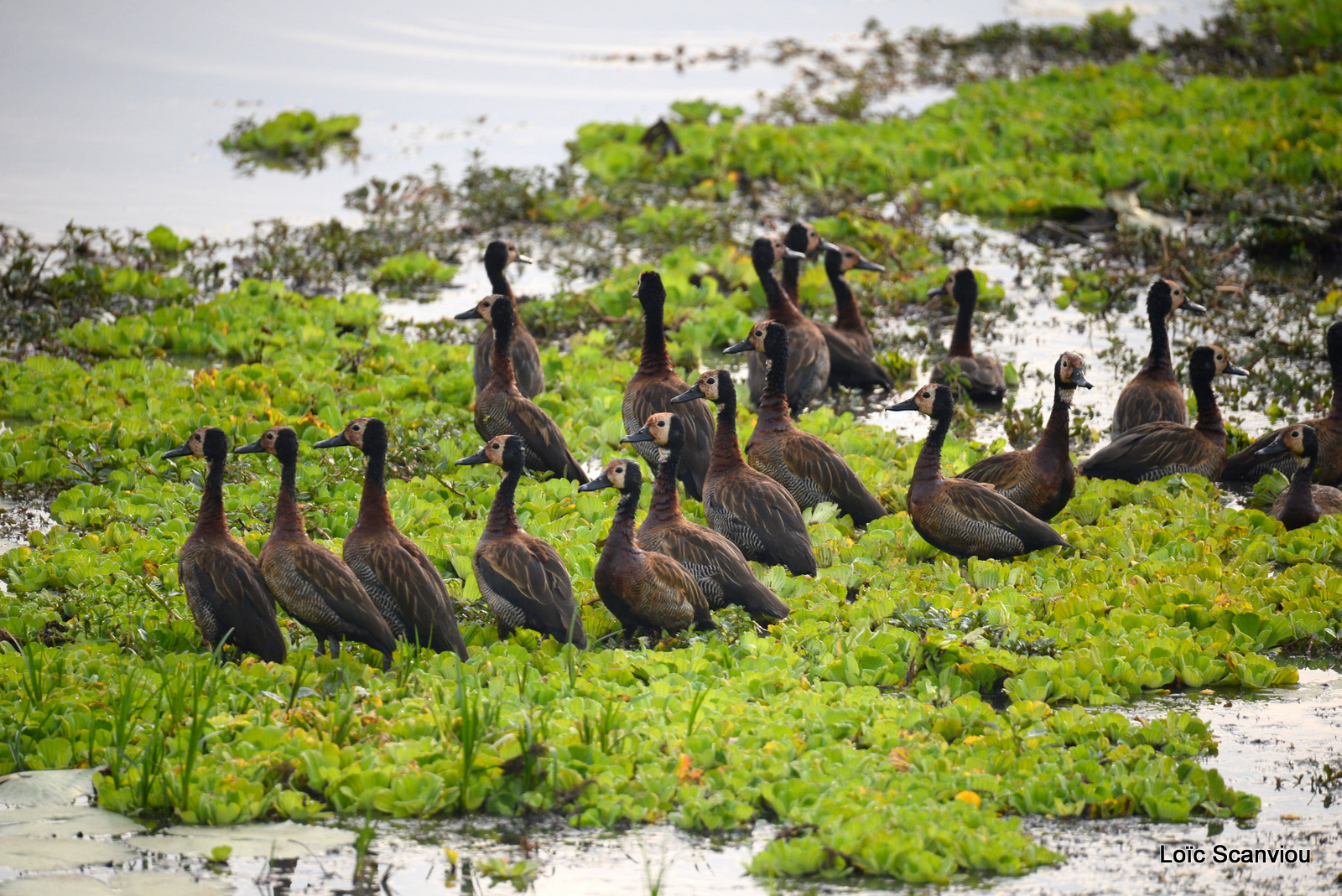 Dendrocygne veuf/White-faced Whistling-Duck (1)