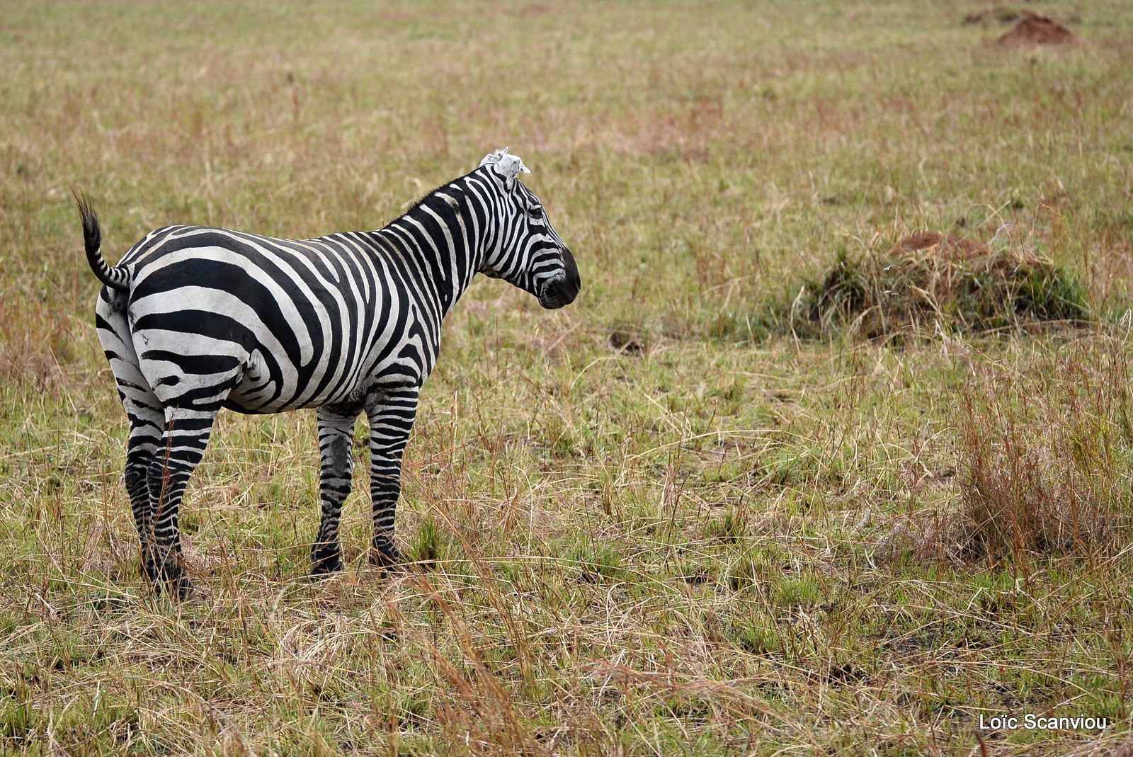 Zèbre de Burchell/Burchell's Zebra (1)