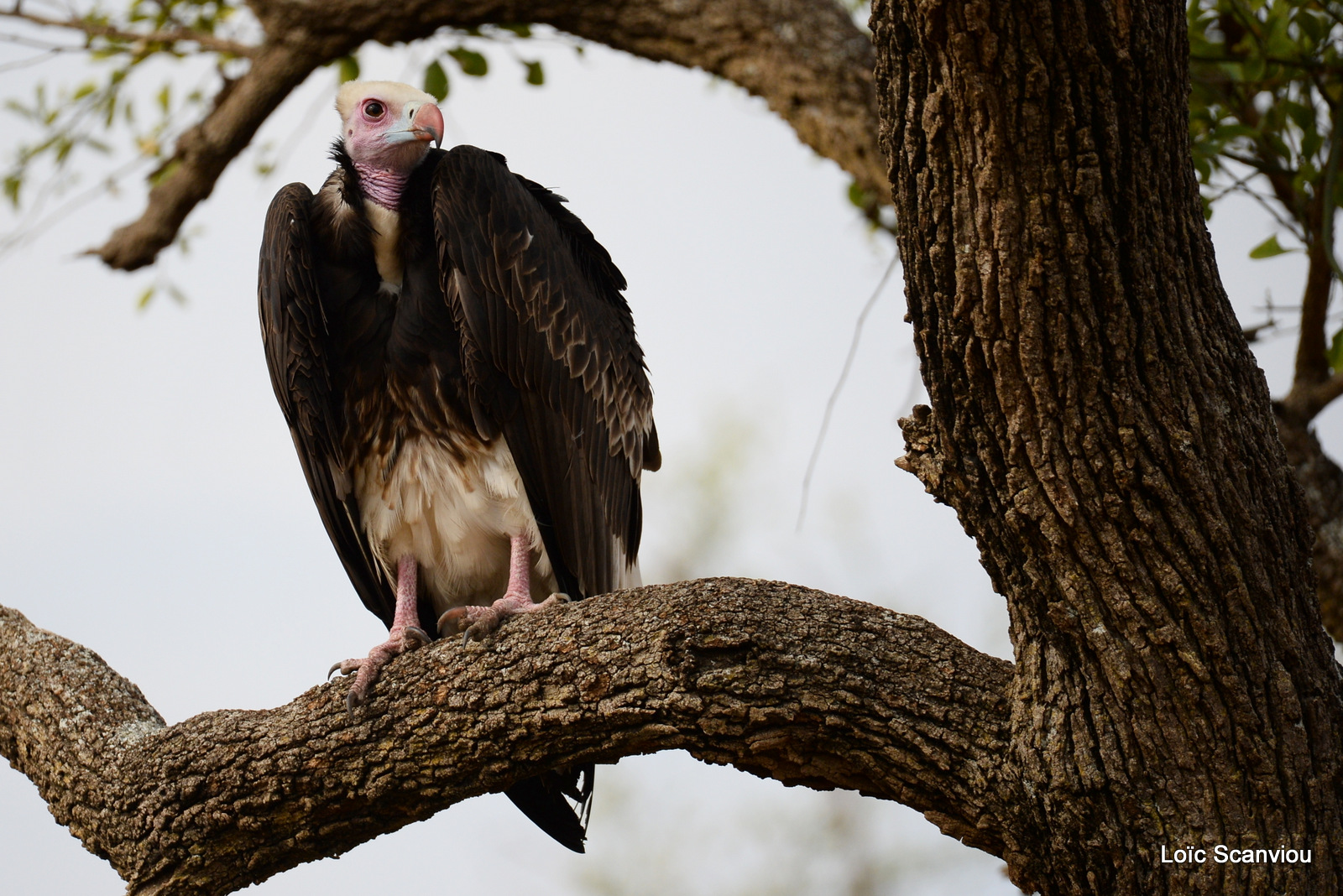 Vautour à tête blanche/White-headed Vulture (1)