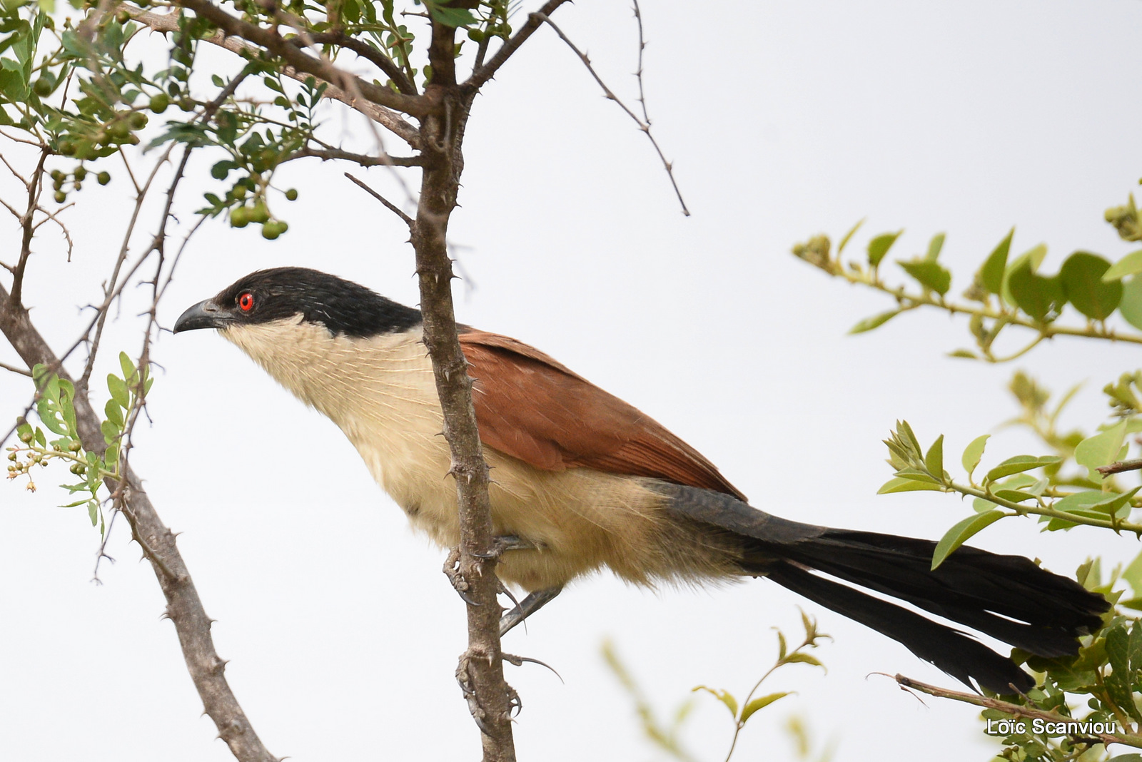 Coucal du Sénégal/Senegal Coucal (1)