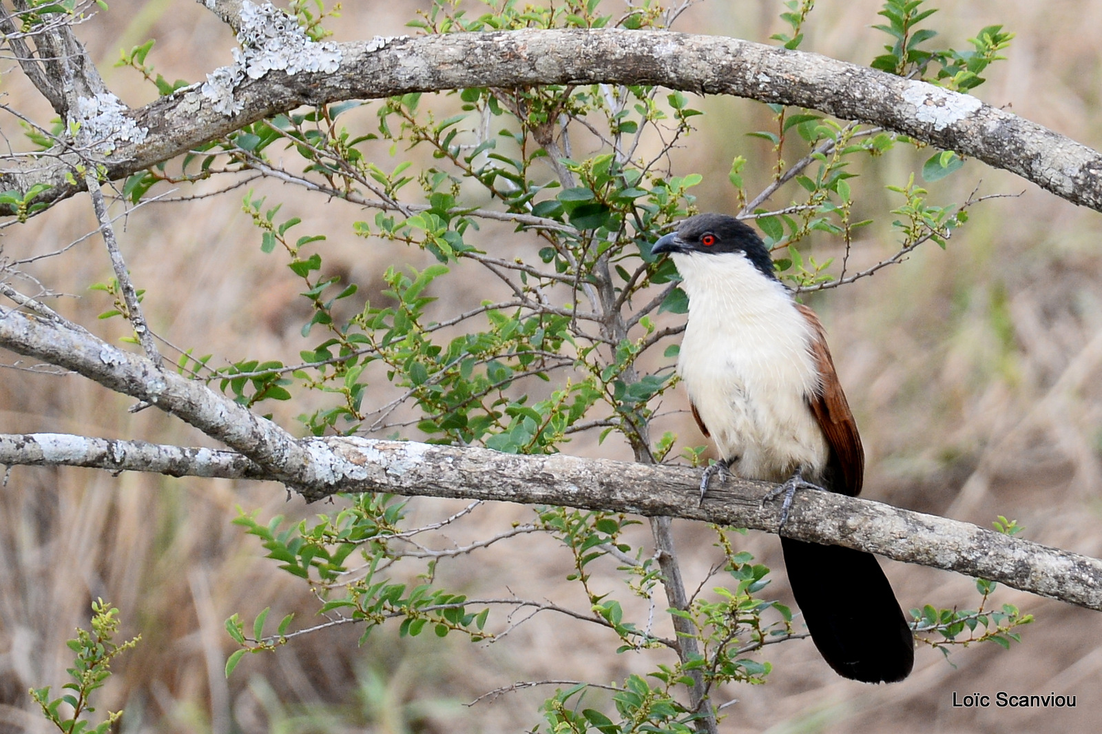 Coucal du Sénégal/Senegal Coucal (2)