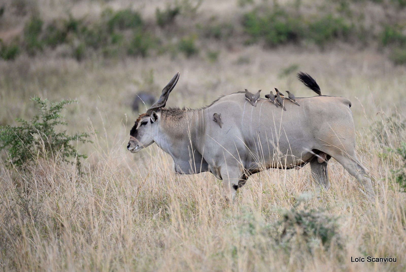 Eland du Cap/Common Eland (1)