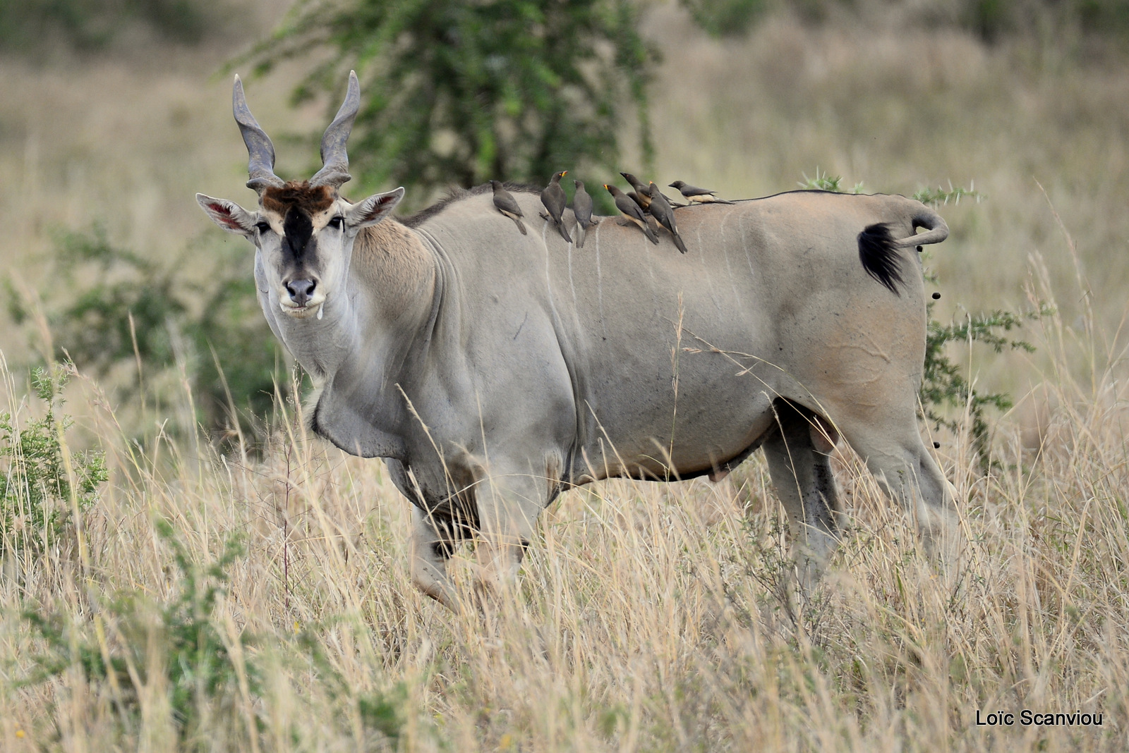 Eland du Cap/Common Eland (2)