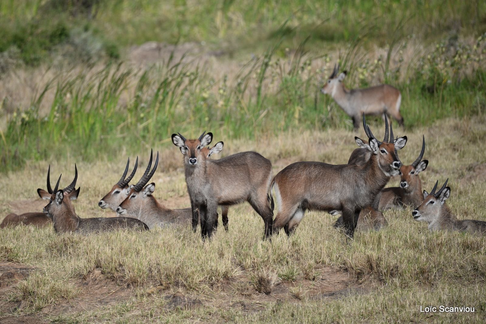 Cobe defassa/Defassa Waterbuck (3)